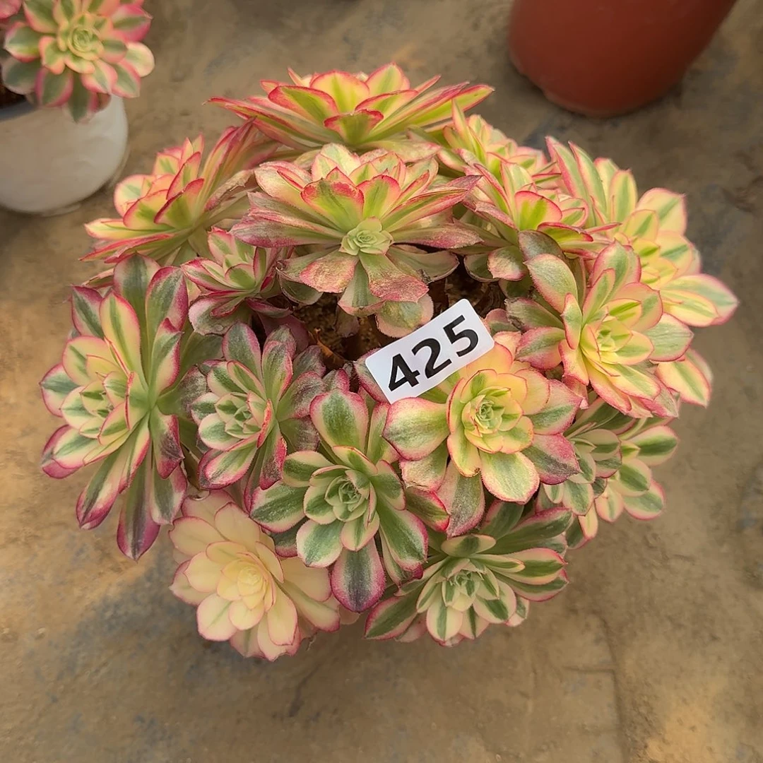 砍头群倾城425号，，