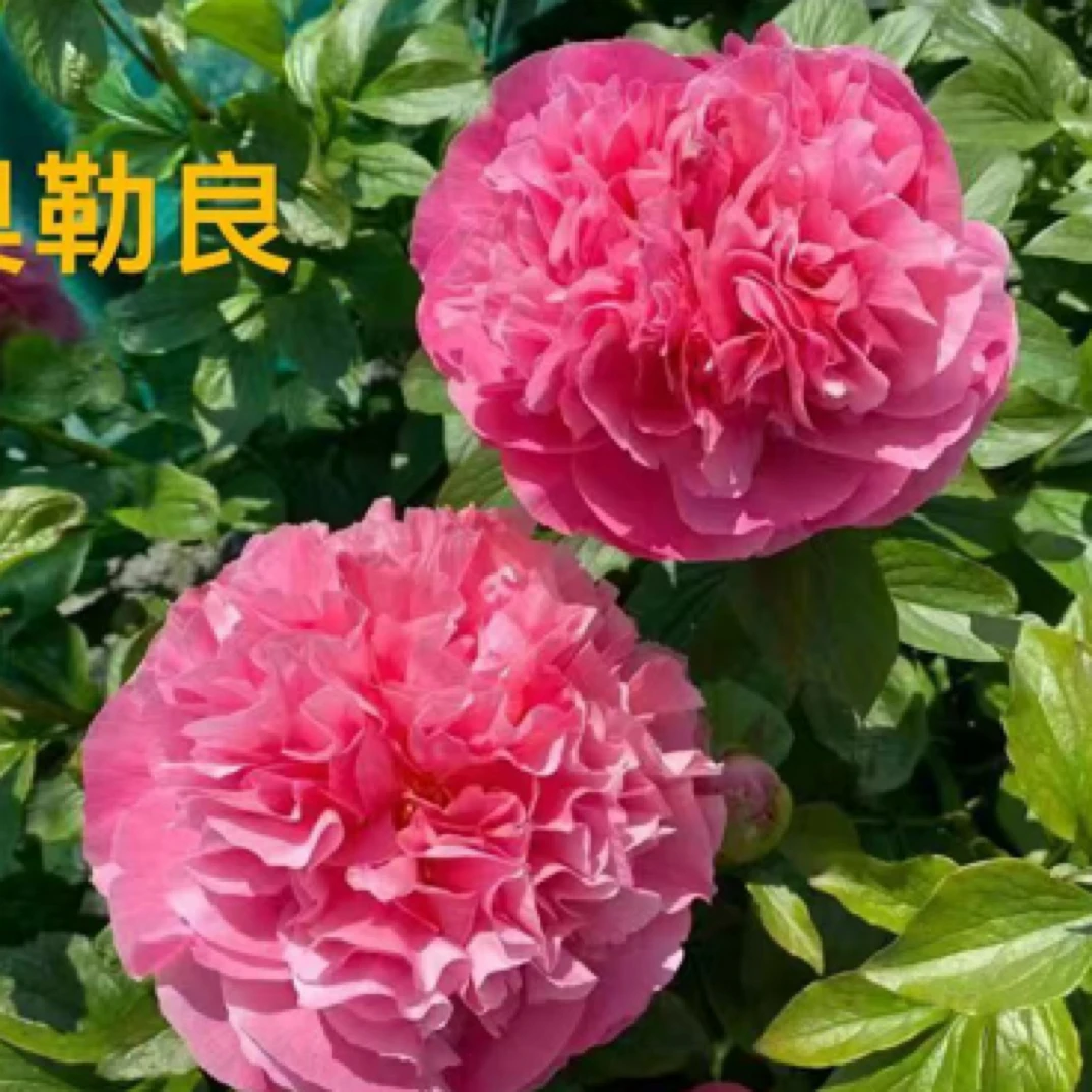 奥勒良 芍药粉色系品种 早期