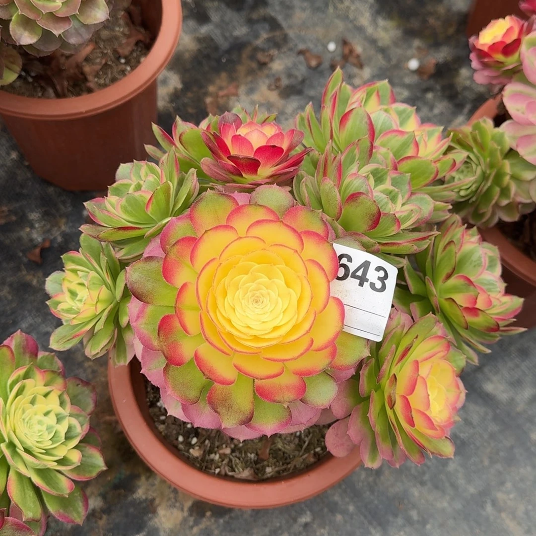 海仙多肉法师a643