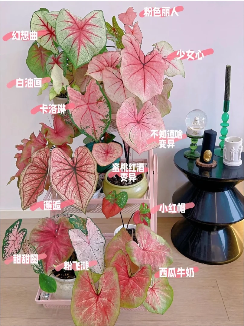 彩叶芋盆栽合集易活好养适合阳台客厅摆放网红观叶植物 ins 风