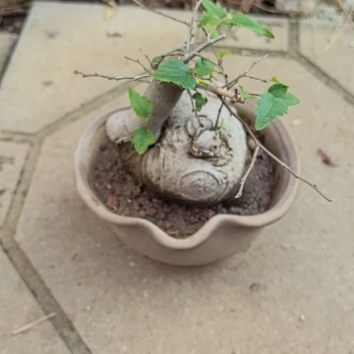 抱***芳朴树一个带盆包邮