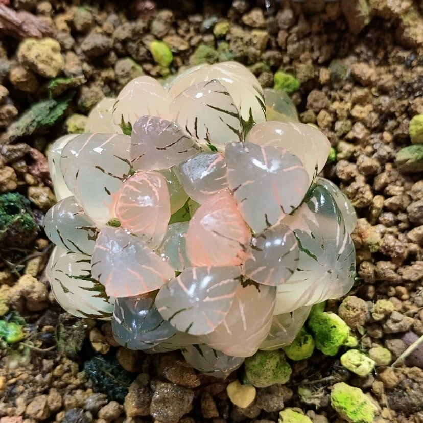 【闪购商品】92实生玉露锦