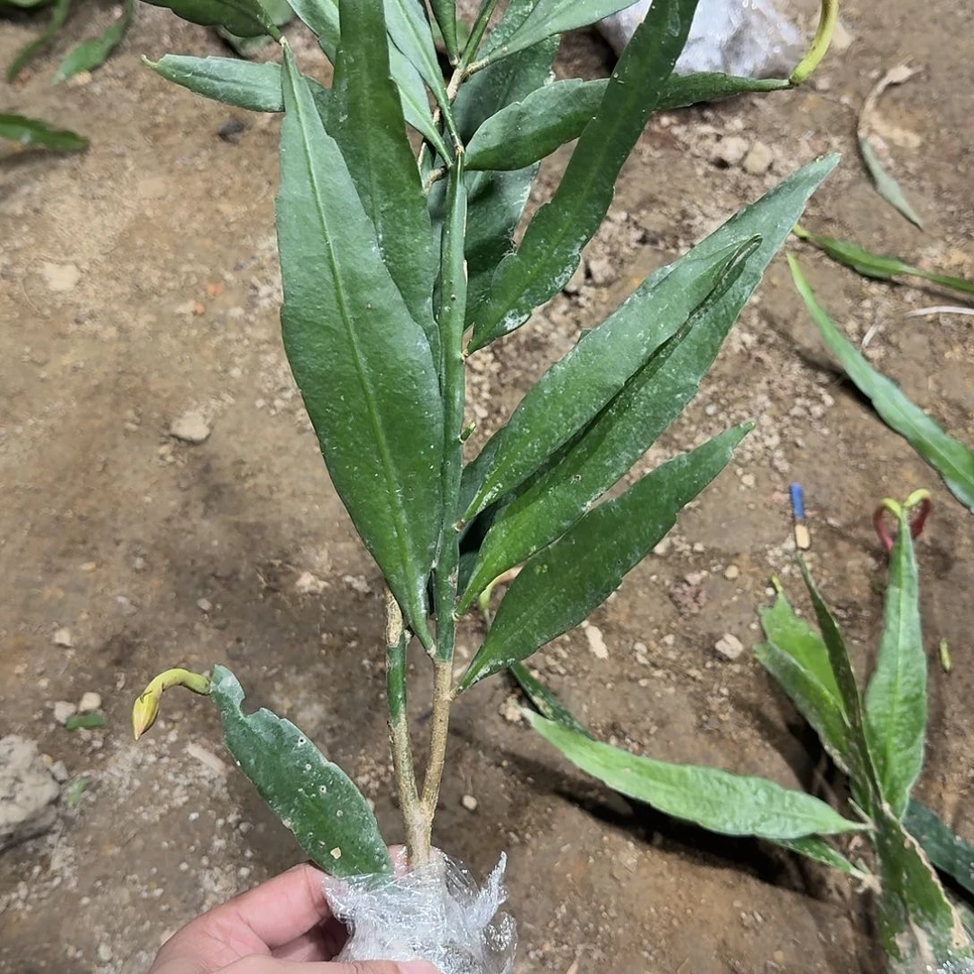 燕***暖哈哈哈哈哈哈哈哈哈哈哈