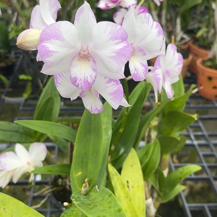 当前无花朵，栽培后可花朵蝴蝶反泼163