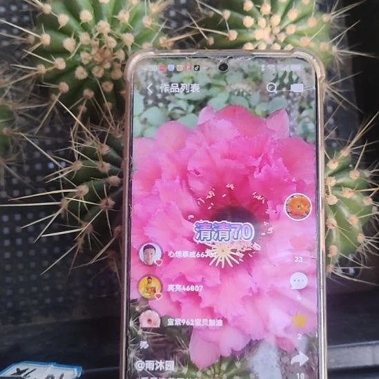 仙人球清清70侧芽