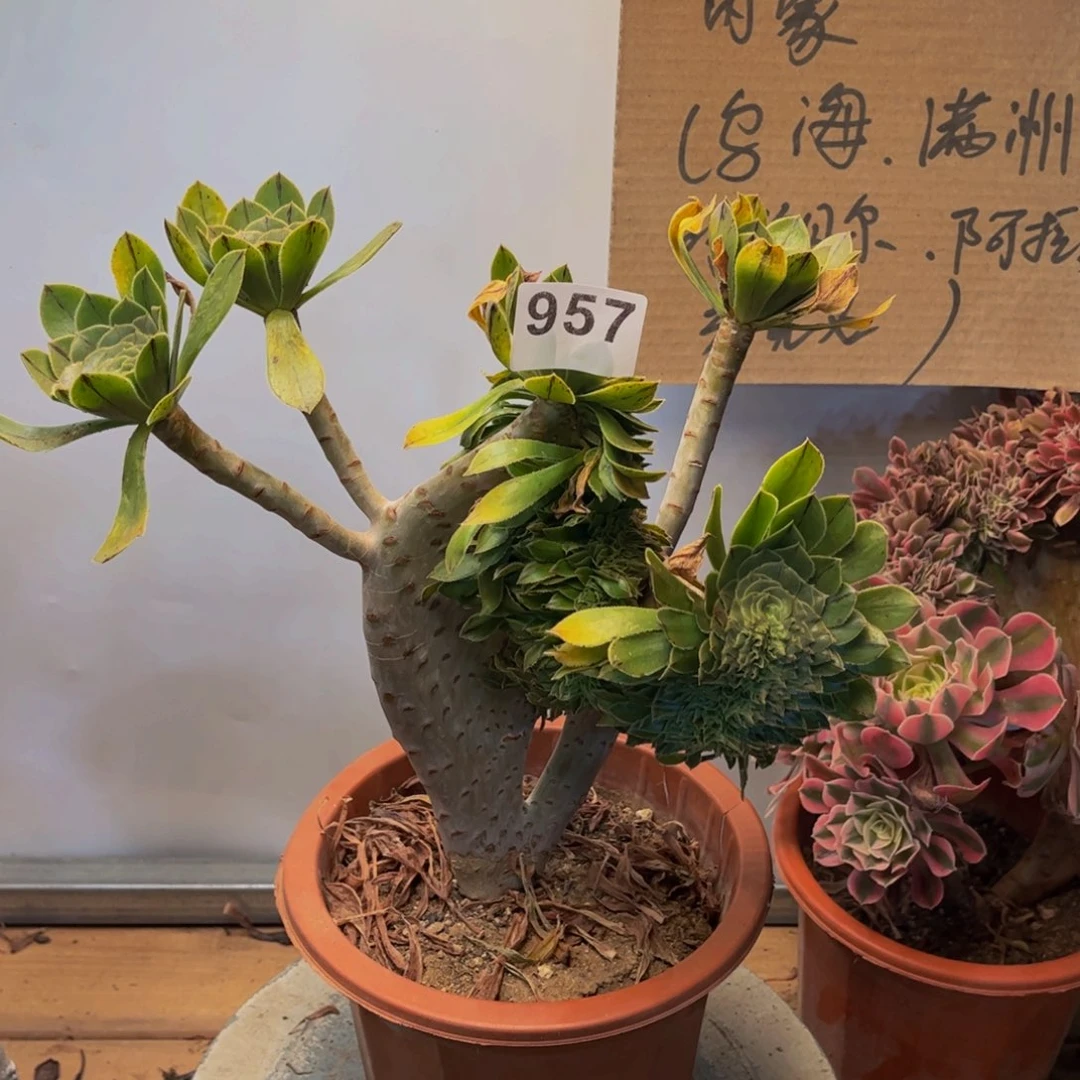 多肉植物原始绿缀957