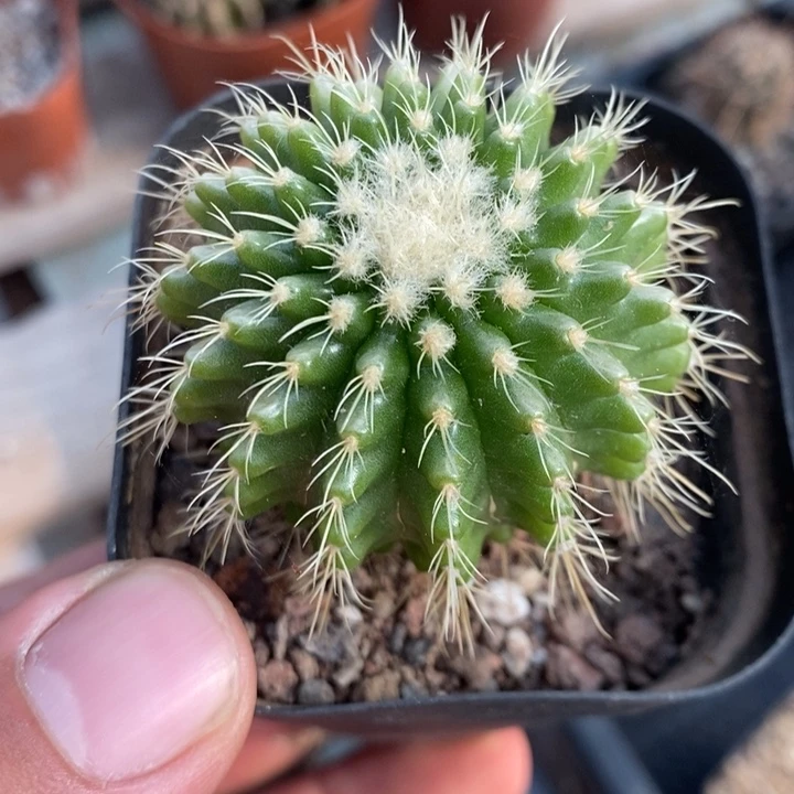 软刺金虎特价福利