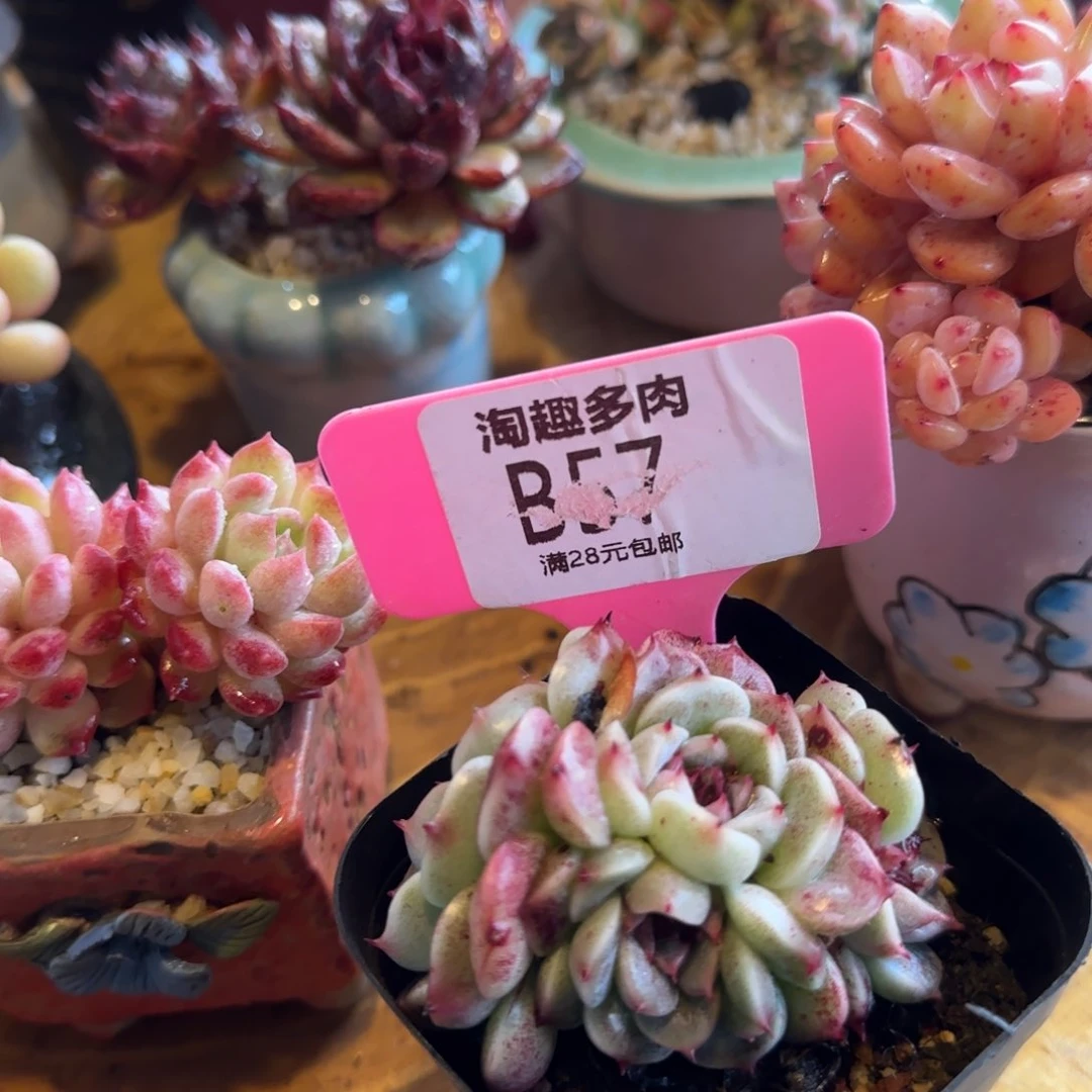 多肉植物天鹅绒群生四头