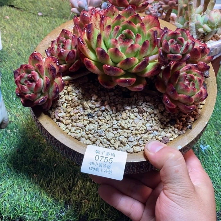 0755啊啊啊啊啊啊啊啊