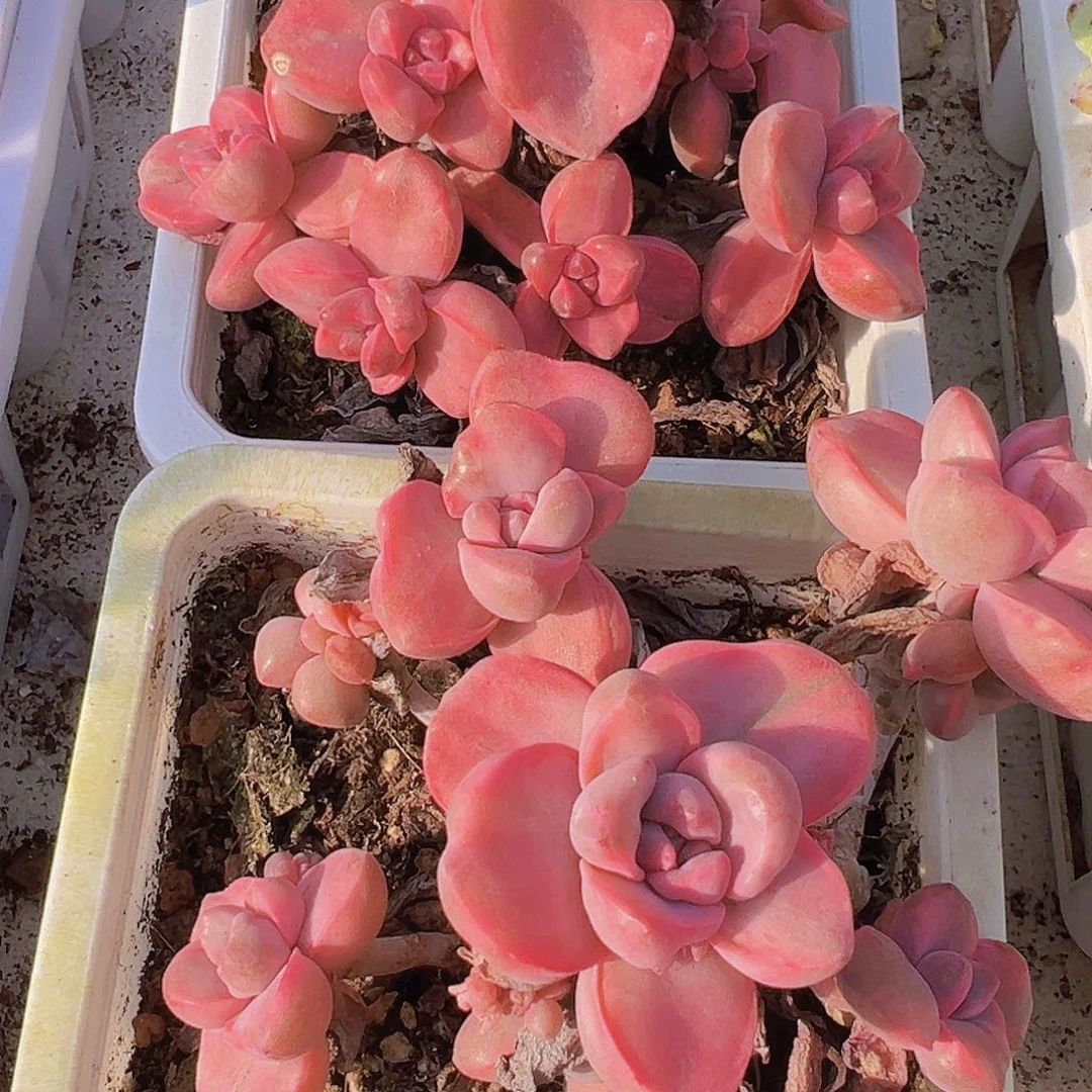 老桩大彩虹糖锦19包邮