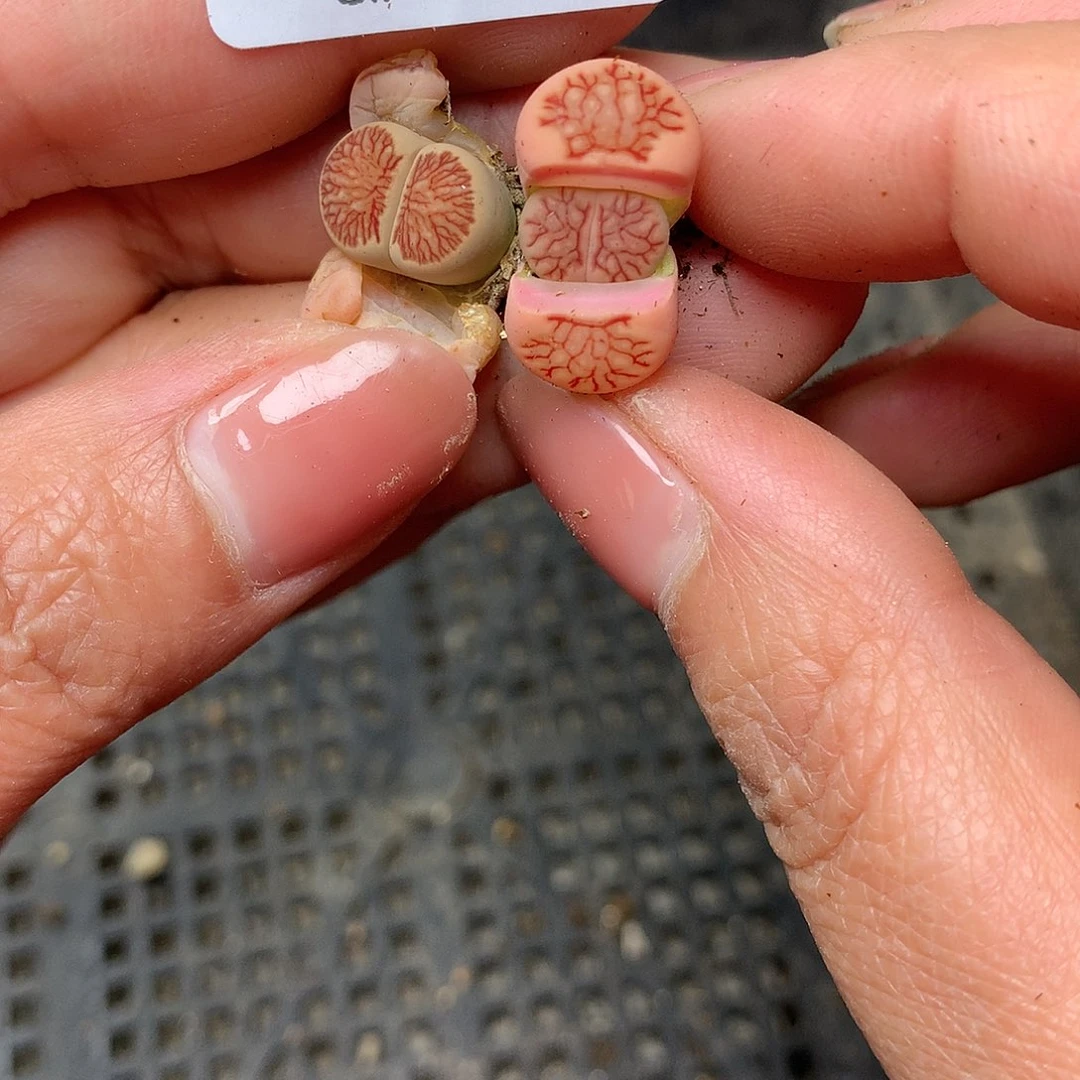 C694多肉植物保护研究所