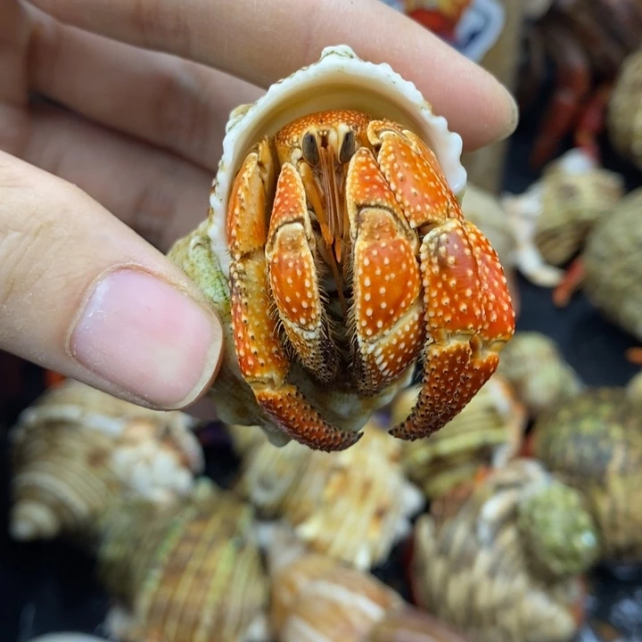 木***木残联斐济草莓一只