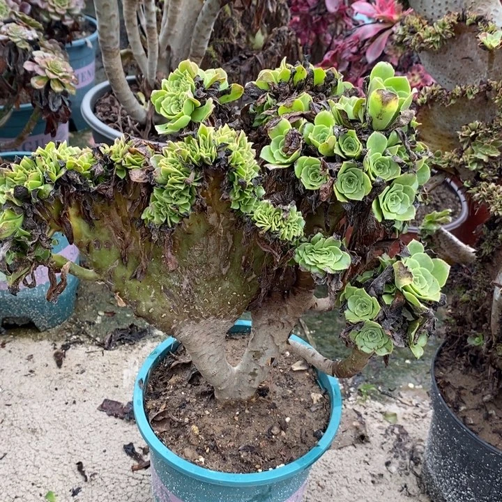 绿羊绒缀多肉植物052