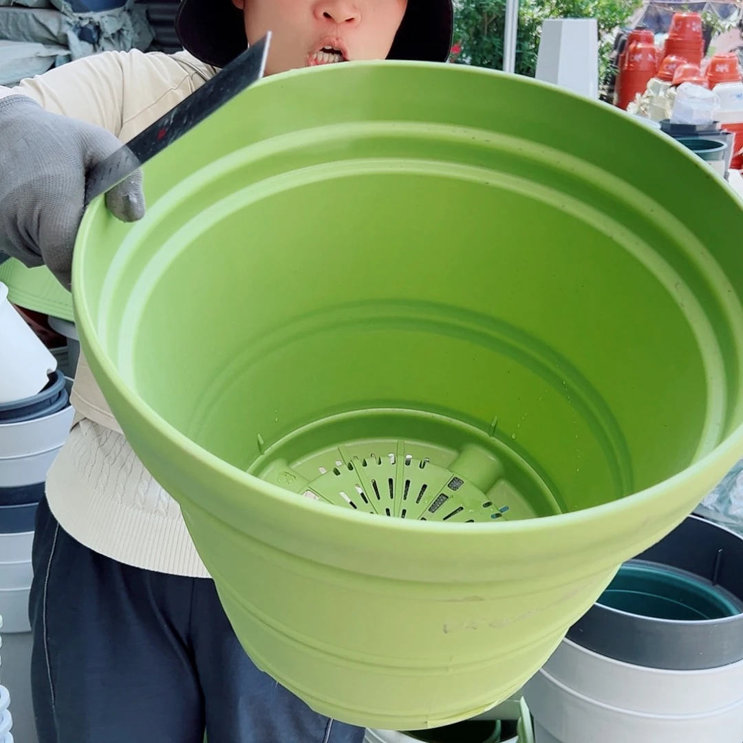 仿陶罗马小号果绿色3个无托