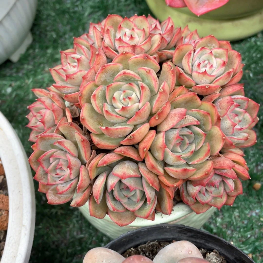 爱格利亚一物一拍28包邮非偏远