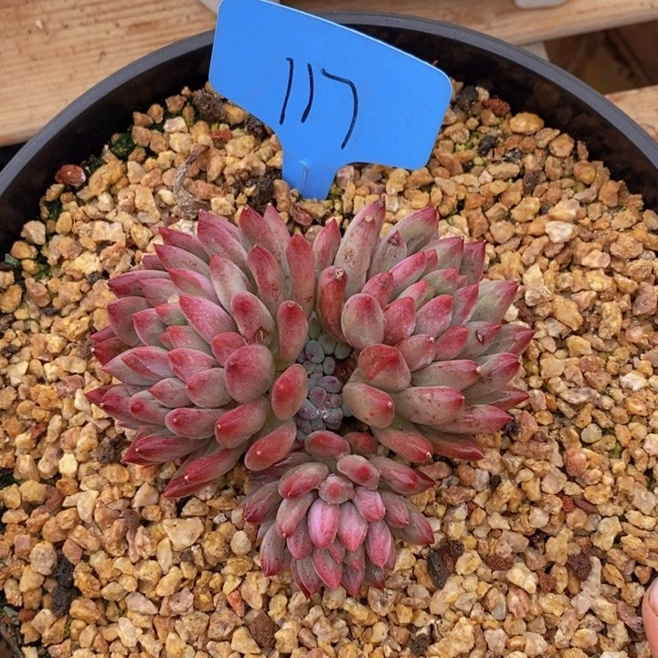 在家闲不住也可以