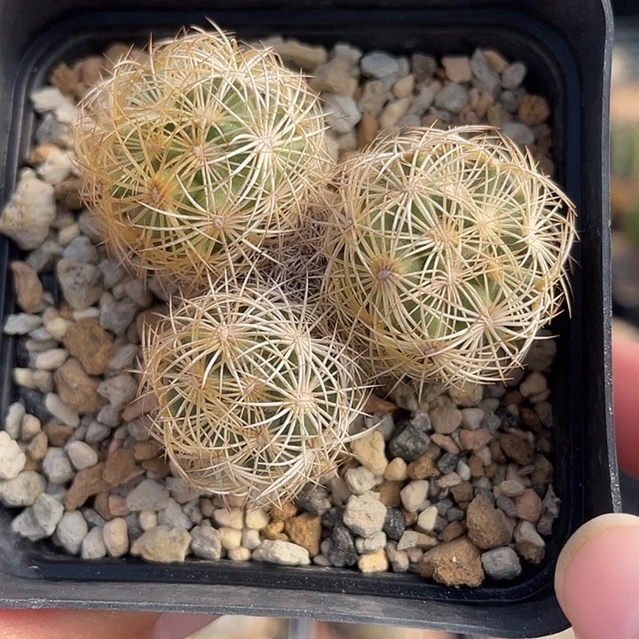 海胆群实生裸根发货