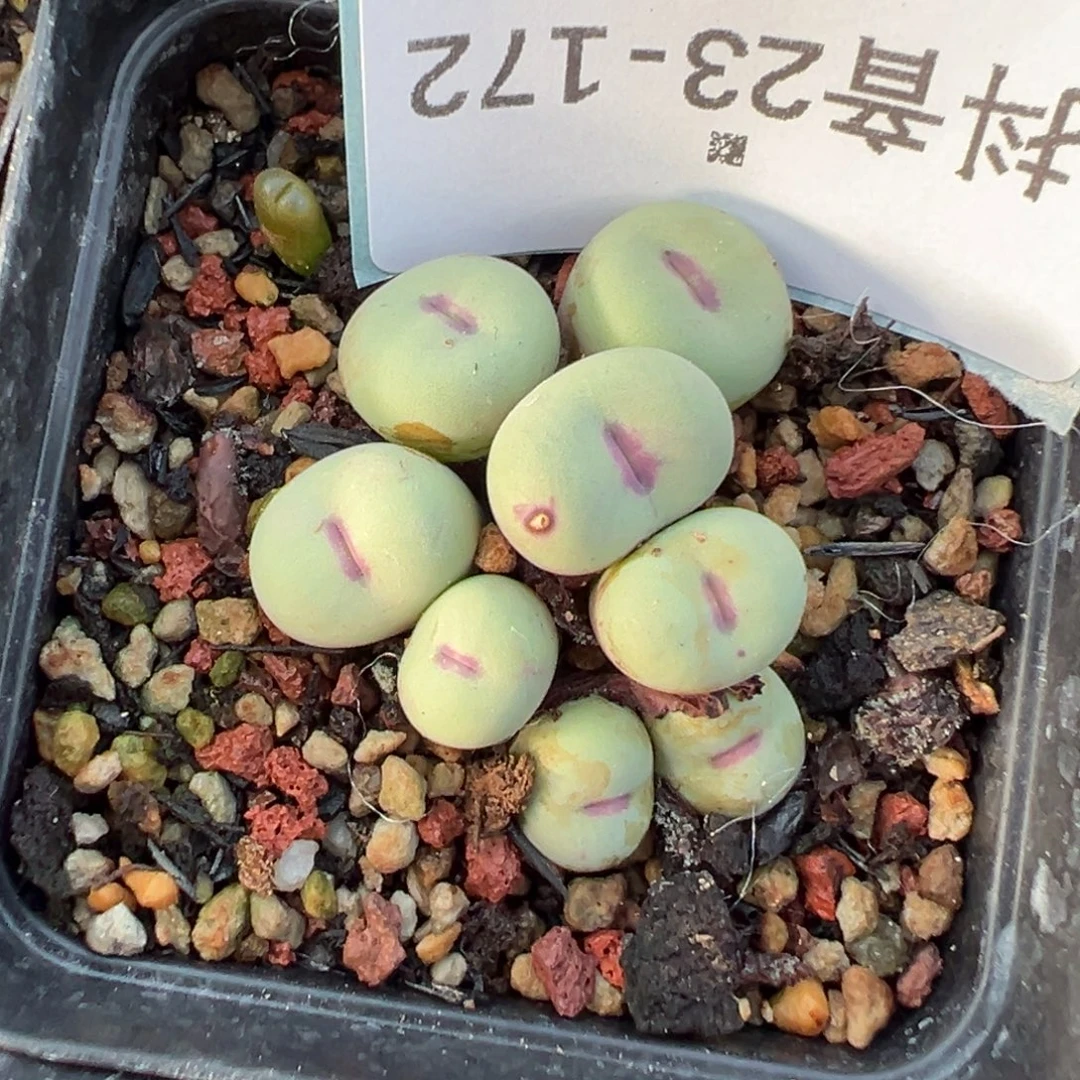 23-172肉锥多肉植物