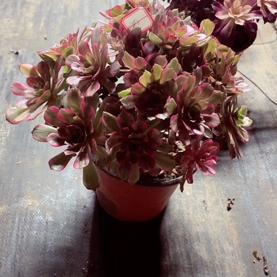 安娜多肉法师202号