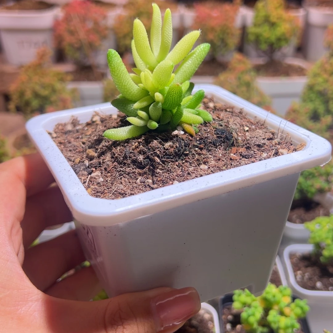 327玉米锦带土发货一物一拍