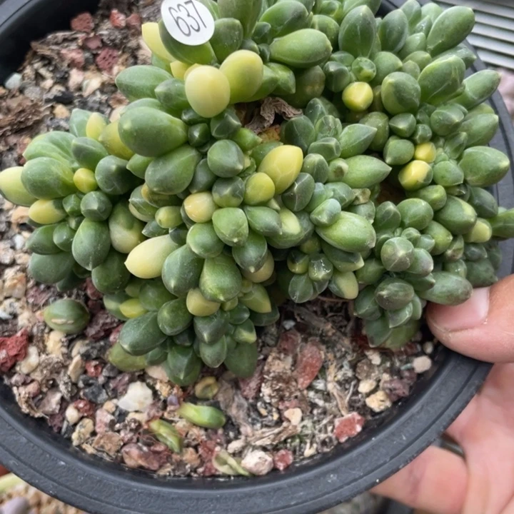 千代田锦缀多肉植物