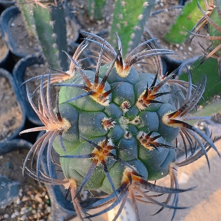 环纹刺阵太刀。 苗接。