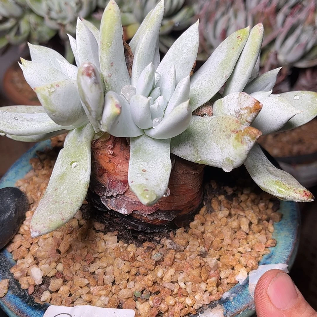 9792赛李娜仙女杯多肉