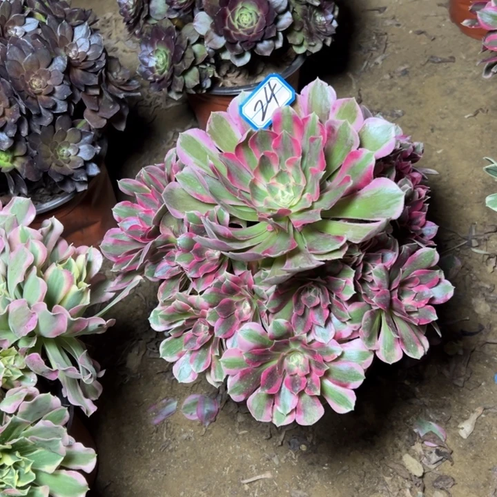 多肉植物粉妖月24