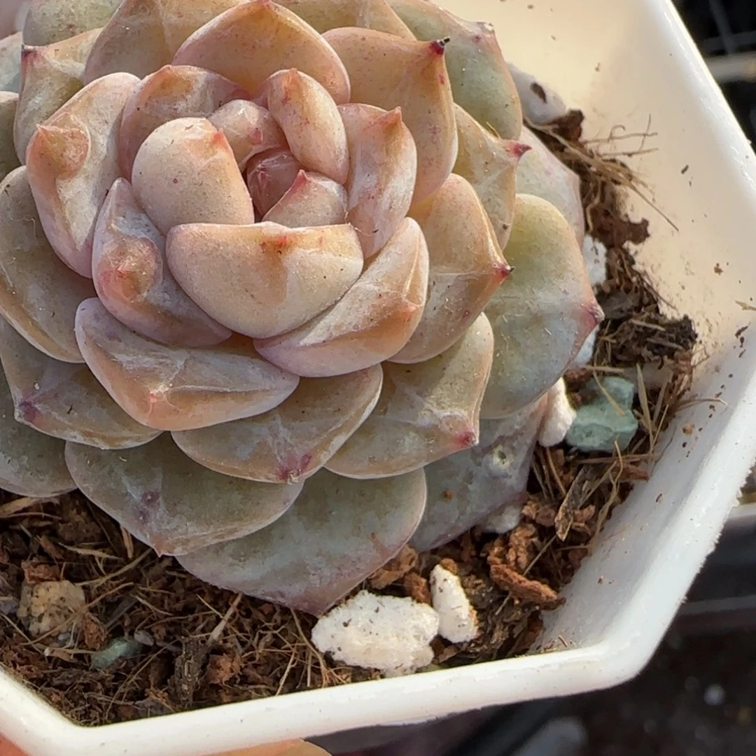 小卡拉米糖心一物一拍