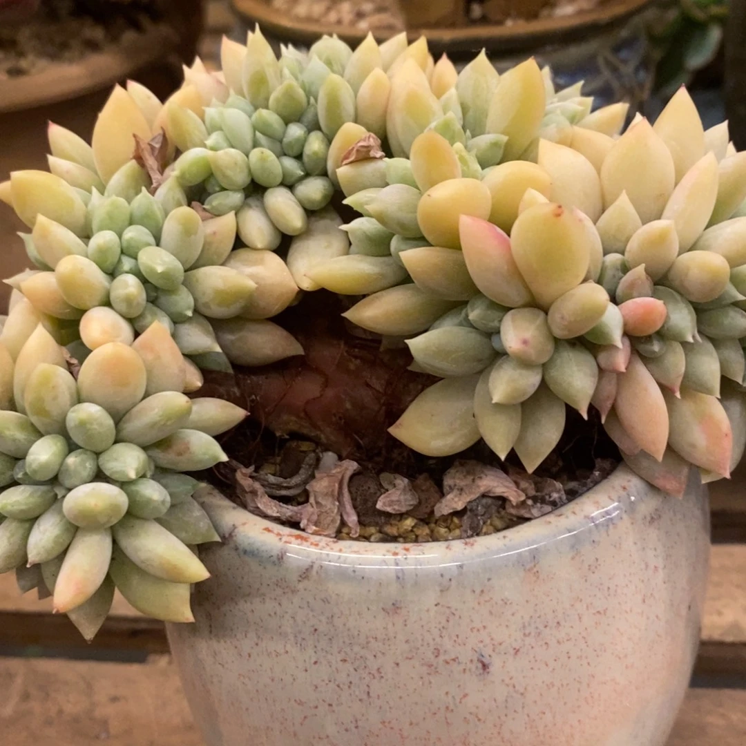 多肉植物肉肉植物