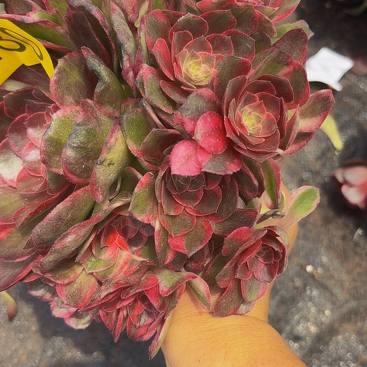 多肉植物黑膜锦囊480