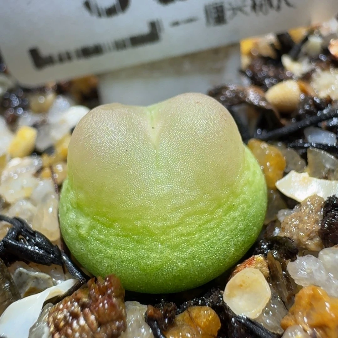 板娘有好看屁屁564