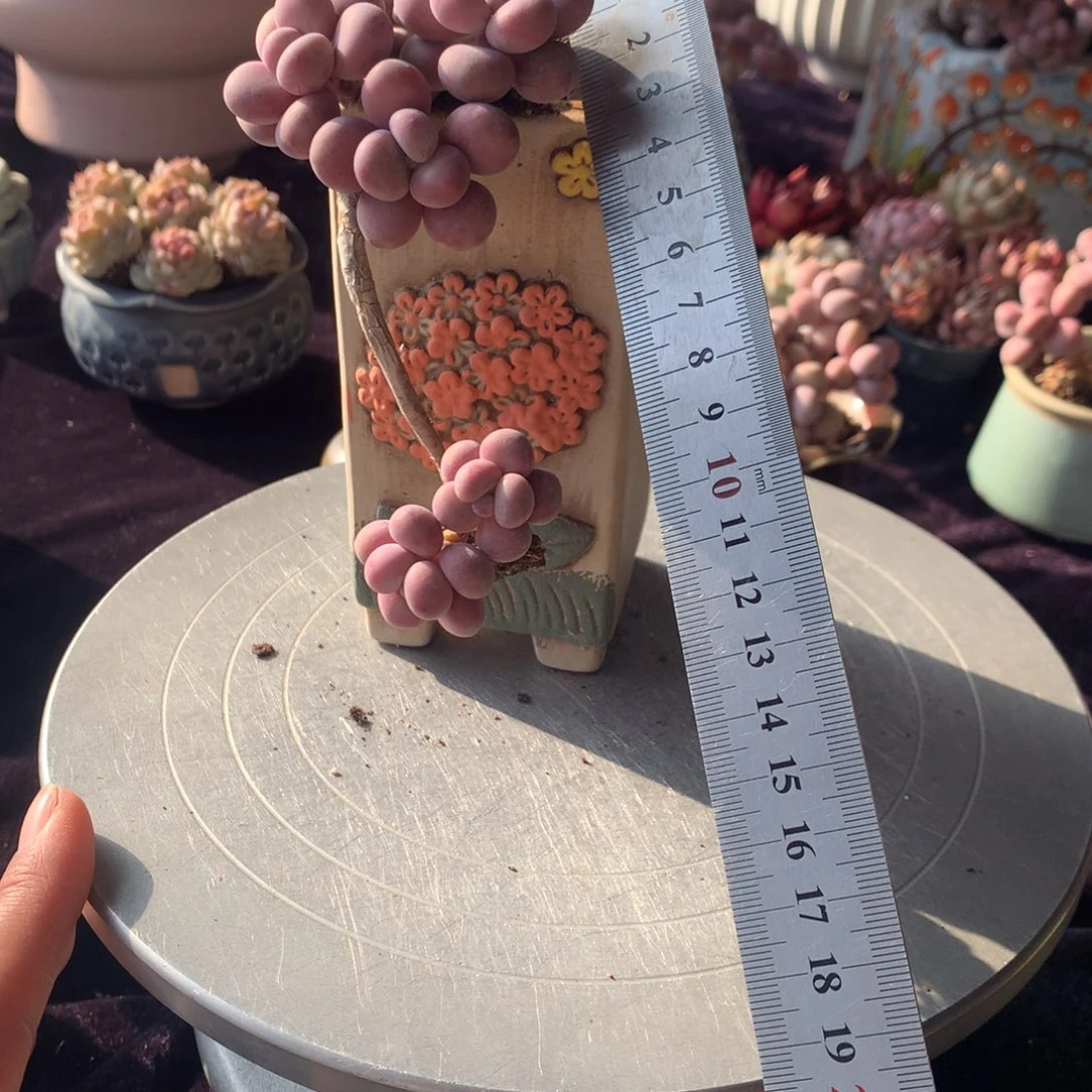 35号不带盆偏远的不包邮的