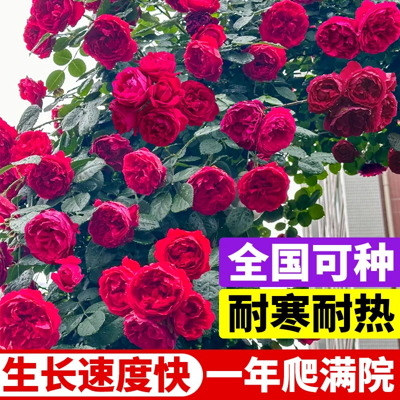 藤本月季花苗特大花浓香庭院植物室内花卉盆栽玫瑰爬藤蔷薇四季开