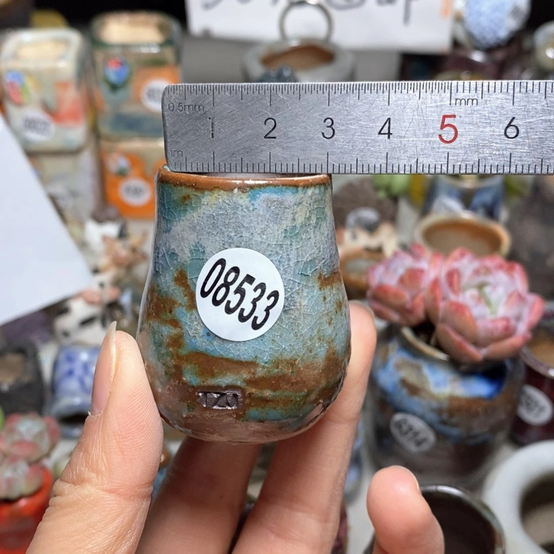 花盆拍5送一个小礼物