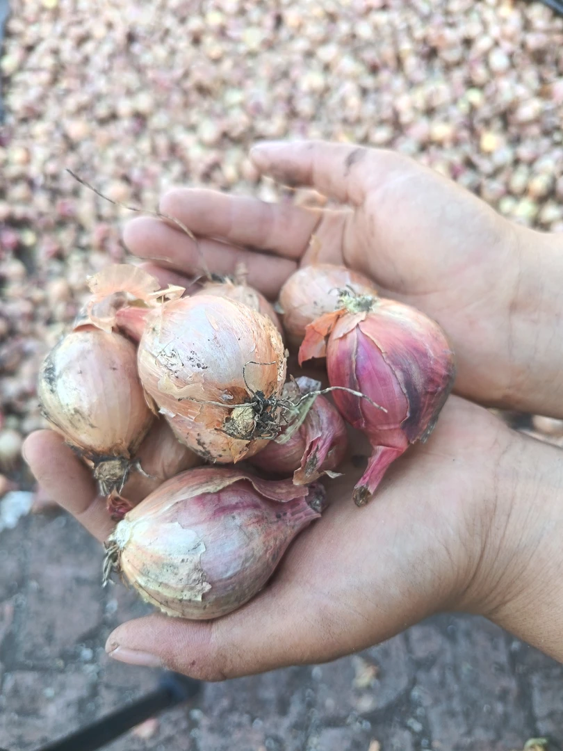 东北农村，小园毛葱中号，5斤包邮