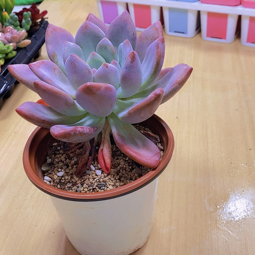 无花朵多肉植物奥普琳娜120