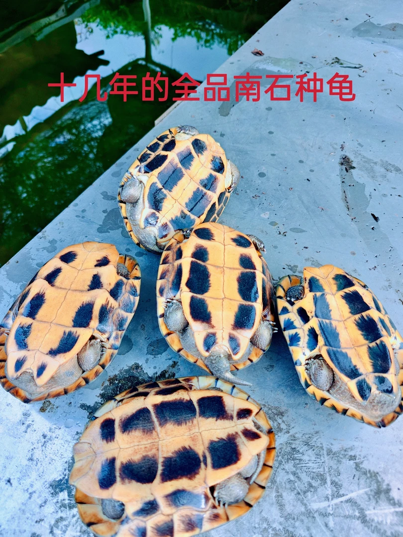 全品15年的南石金钱龟 人工合法养殖，证件齐全