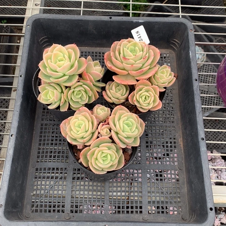 122418三个星纳塔嗯嗯嗯嗯好