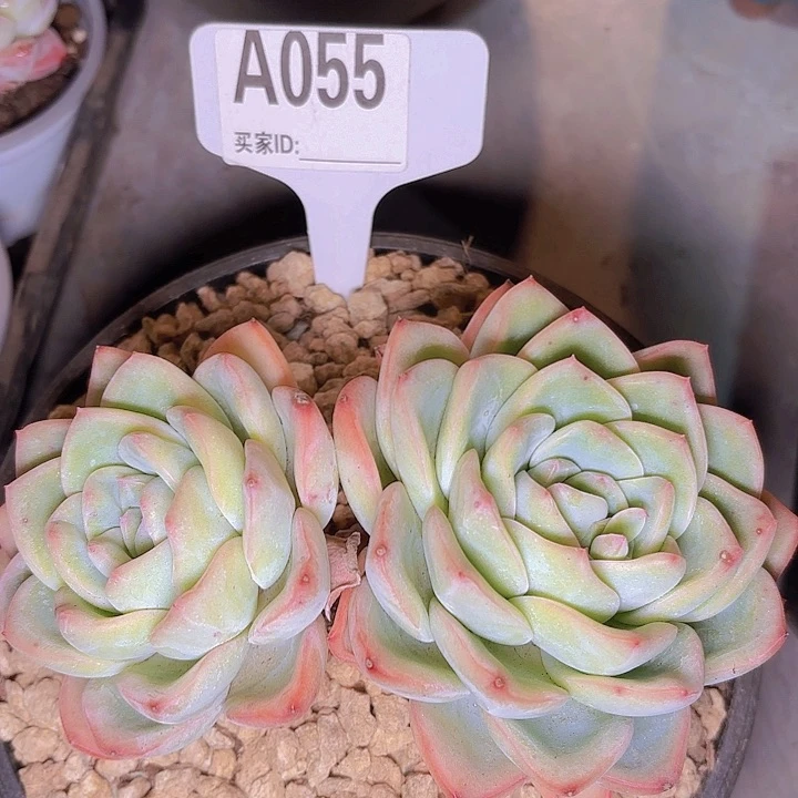 考*拉泡芙一物一拍A055