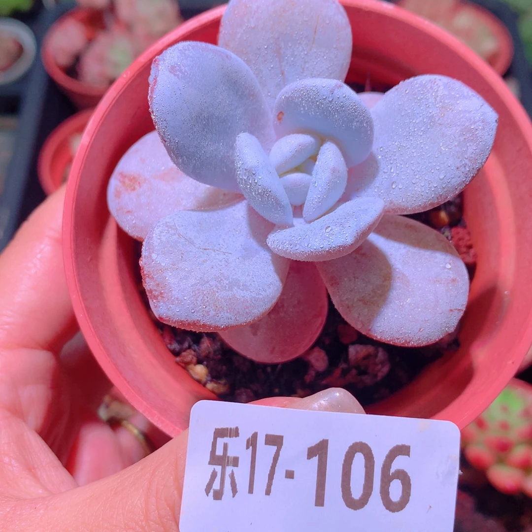 乐然17-106 粉雪莲