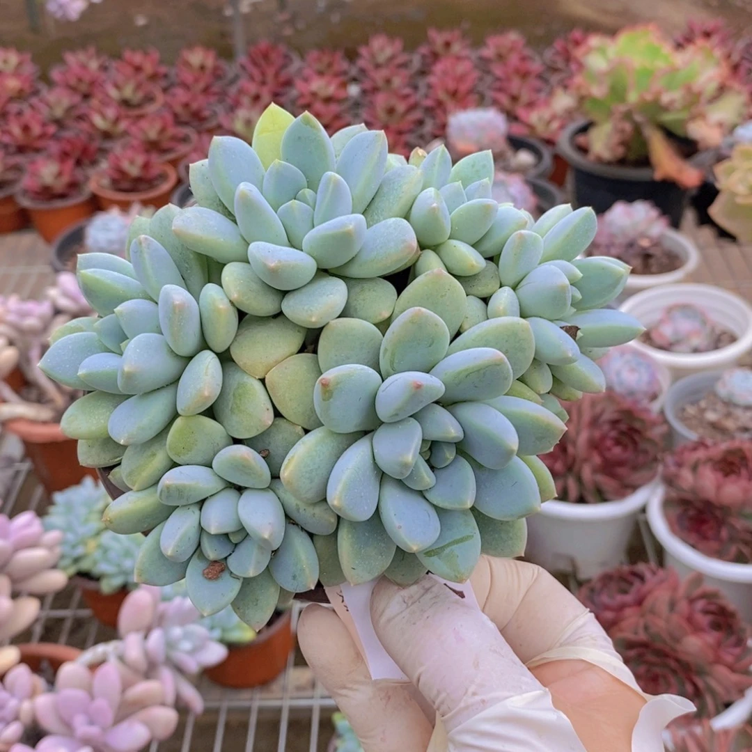 8168奶糖手捧一物一拍