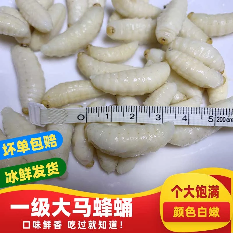 虎头蜂一级蜂蛹云南金环胡锋马蜂蛹新鲜冷冻滋补高蛋白昆虫