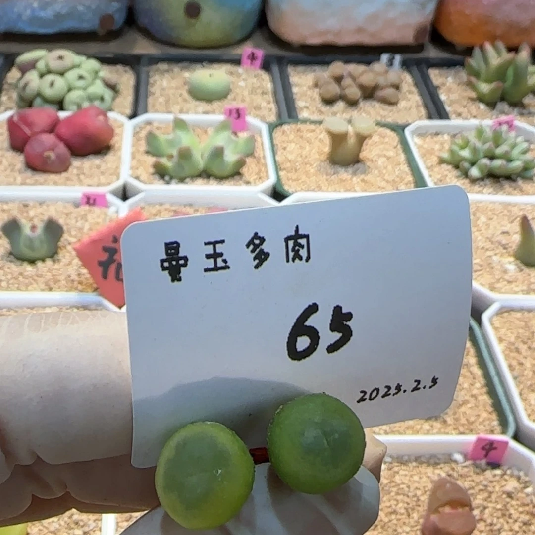 ?**?多肉多肉2.5-065