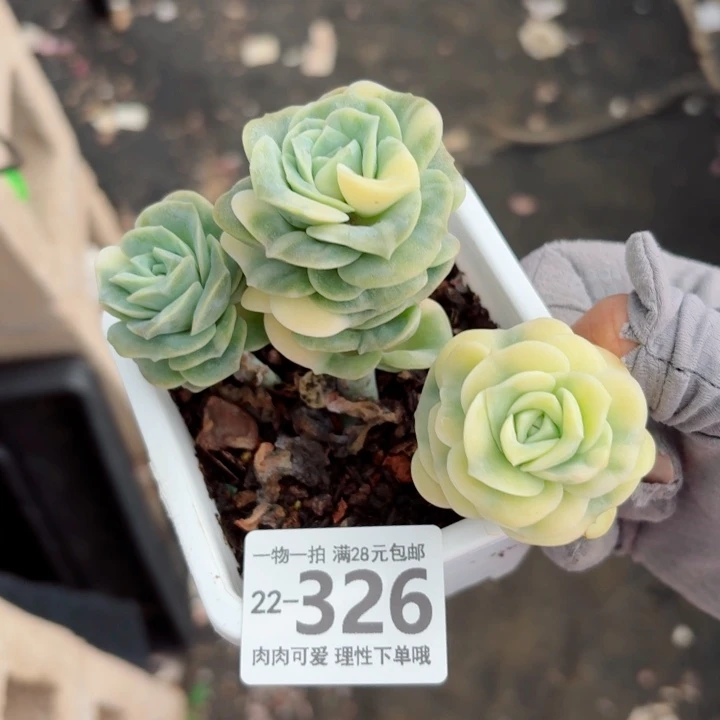 可爱玫瑰锦多肉无盆土发货