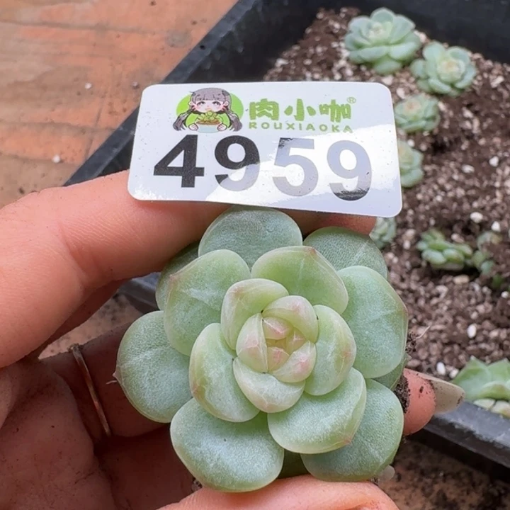 多肉植物多肉植物