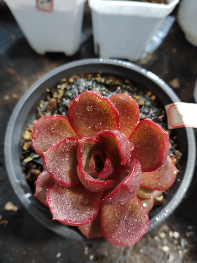 非偏远18包邮  一物一拍  10厘米盆 A216红灯