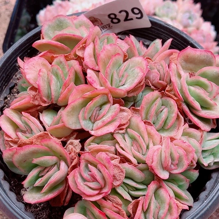 用***2多肉植物多肉植物
