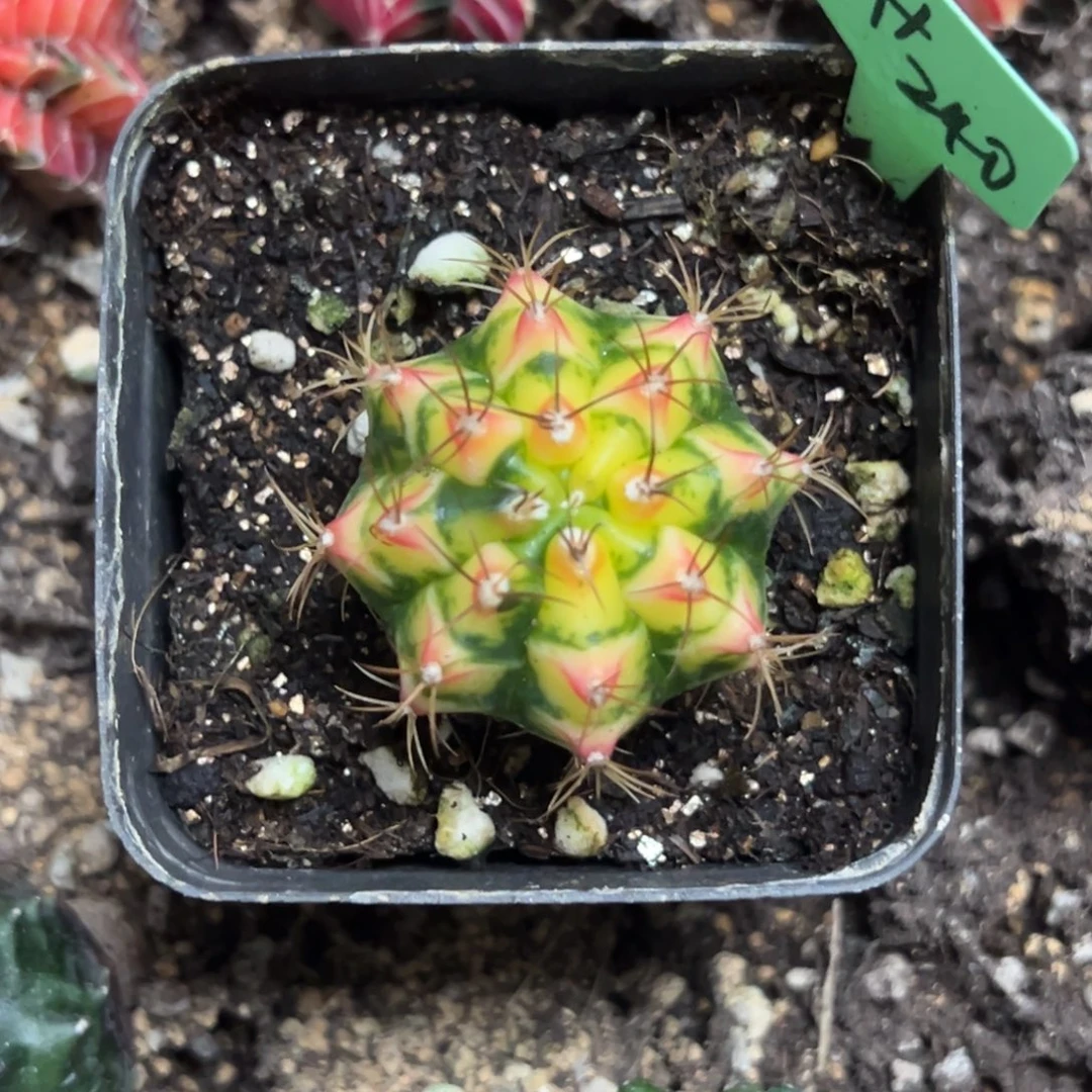 花田侧芽自根带盆土发货