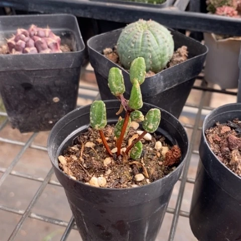 冰糕肉锥6仙人球